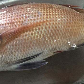 Food Image of the restaurant's dish